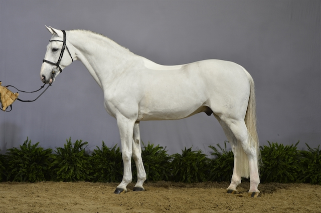 Caballero i Herning 2017