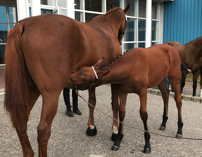 Valløs Nikita og Worres Nina inden auktionen i Herning.